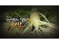[KBS 다큐] 면역력의 열쇠, 인삼