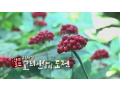 [SBS 다큐] 진생로드, 21세기 고려인삼의 도전